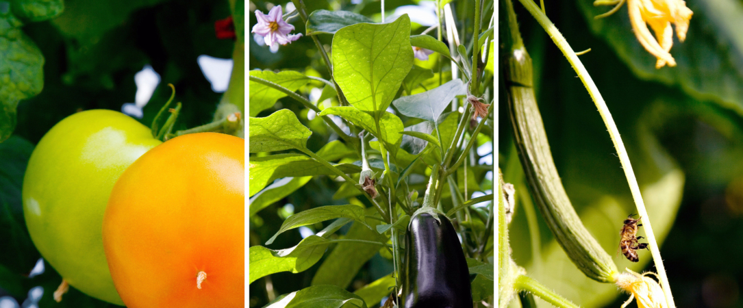 About Aquaresins Art_Green_backgroond About Aquaresins - Fytocell flakes - Agricultural Applications
