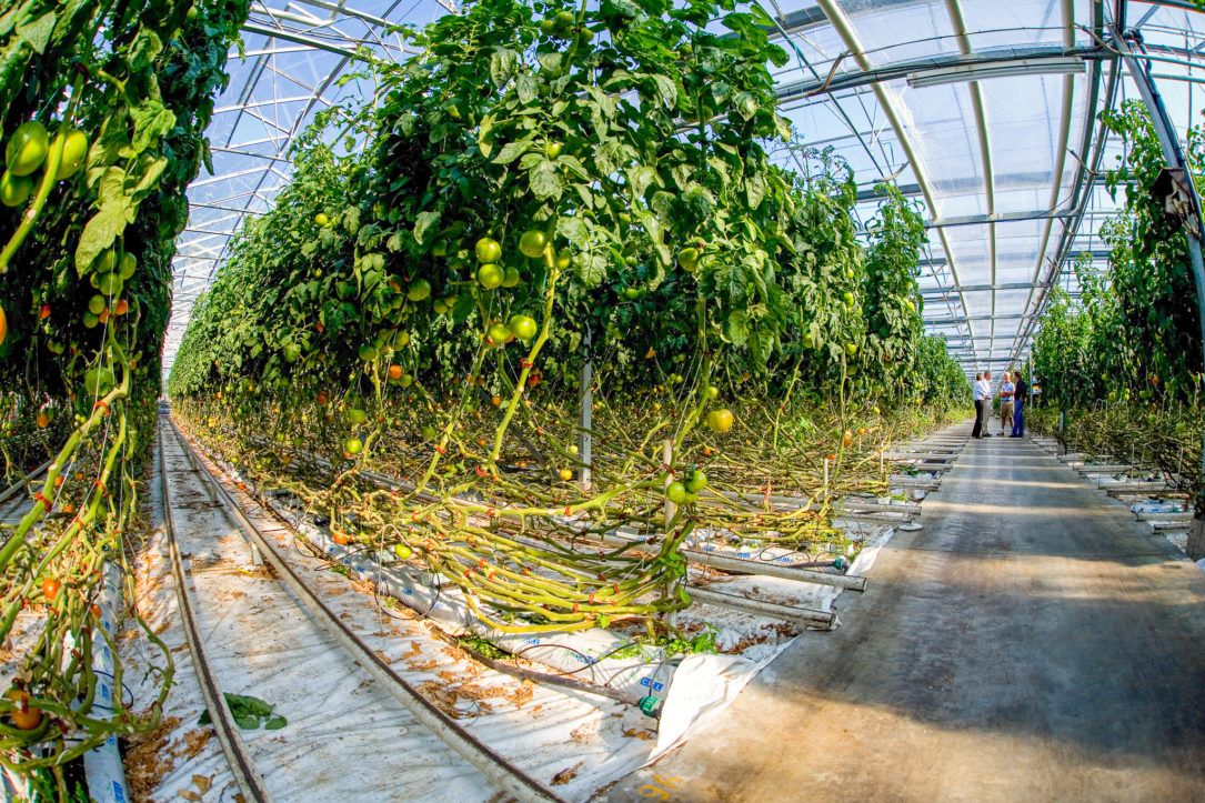 Fytocell tomato greenhouse aquaresins technologies - Agricultural Applications - Fytocell flakes
