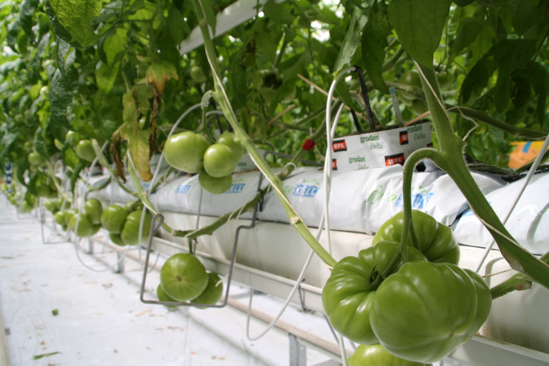 Fytocell visit Belgium 2010 March 003 Fytocell vlokken