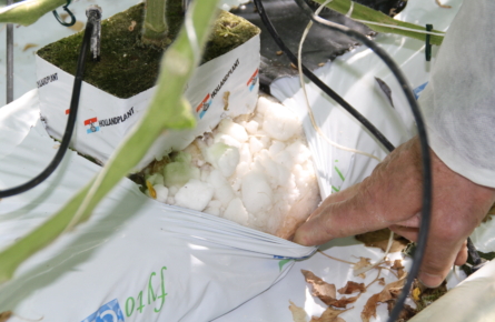 Fytocell visit Belgium 2010 March 026 Fytocell flakes